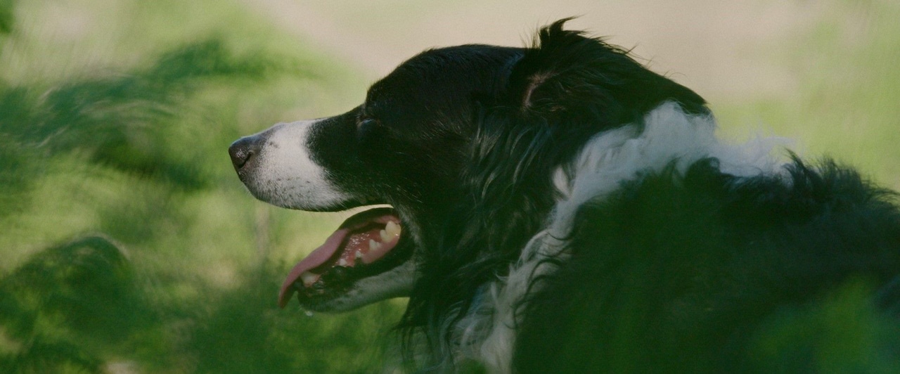 ドキュメンタリー「ソング・オブ・アース」犬、イタチ…ノルウェーで暮らす動物の新写真