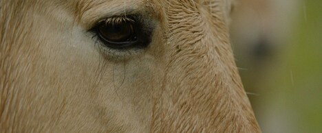 ドキュメンタリー映画「SONG OF EARTH/ソング・オブ・アース」場面写真