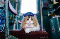 「劇場版『ふにゃ～り日和』ねこ駅長 さくらの物語」場面写真
