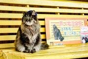 「劇場版『ふにゃ～り日和』ねこ駅長 さくらの物語」より、名誉駅長の“ばす”