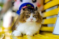 「劇場版『ふにゃ～り日和』ねこ駅長 さくらの物語」より、3代目名誉駅長の“さくら”