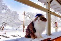 「劇場版『ふにゃ～り日和』ねこ駅長 さくらの物語」より、2代目名誉駅長の“らぶ”