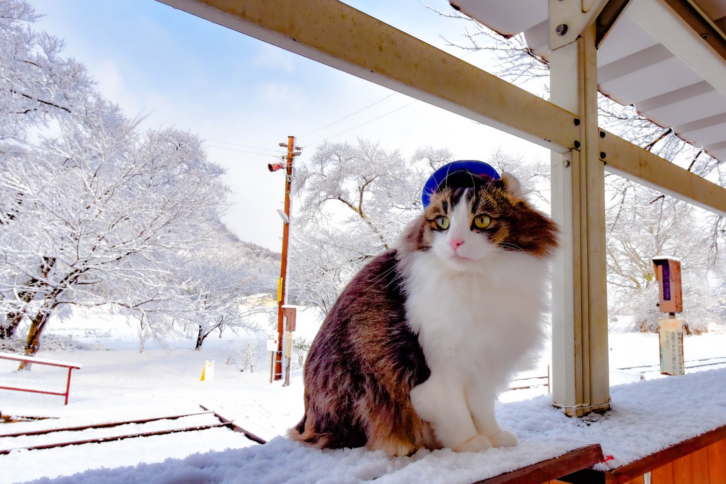 「劇場版『ふにゃ～り日和』ねこ駅長 さくらの物語」より、2代目名誉駅長の“らぶ”
