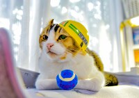 「劇場版『ふにゃ～り日和』ねこ駅長 さくらの物語」より、元施設長の“ぴーち”