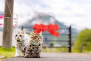 「劇場版『ふにゃ～り日和』ねこ駅長 さくらの物語」より、“そら”と“りく”