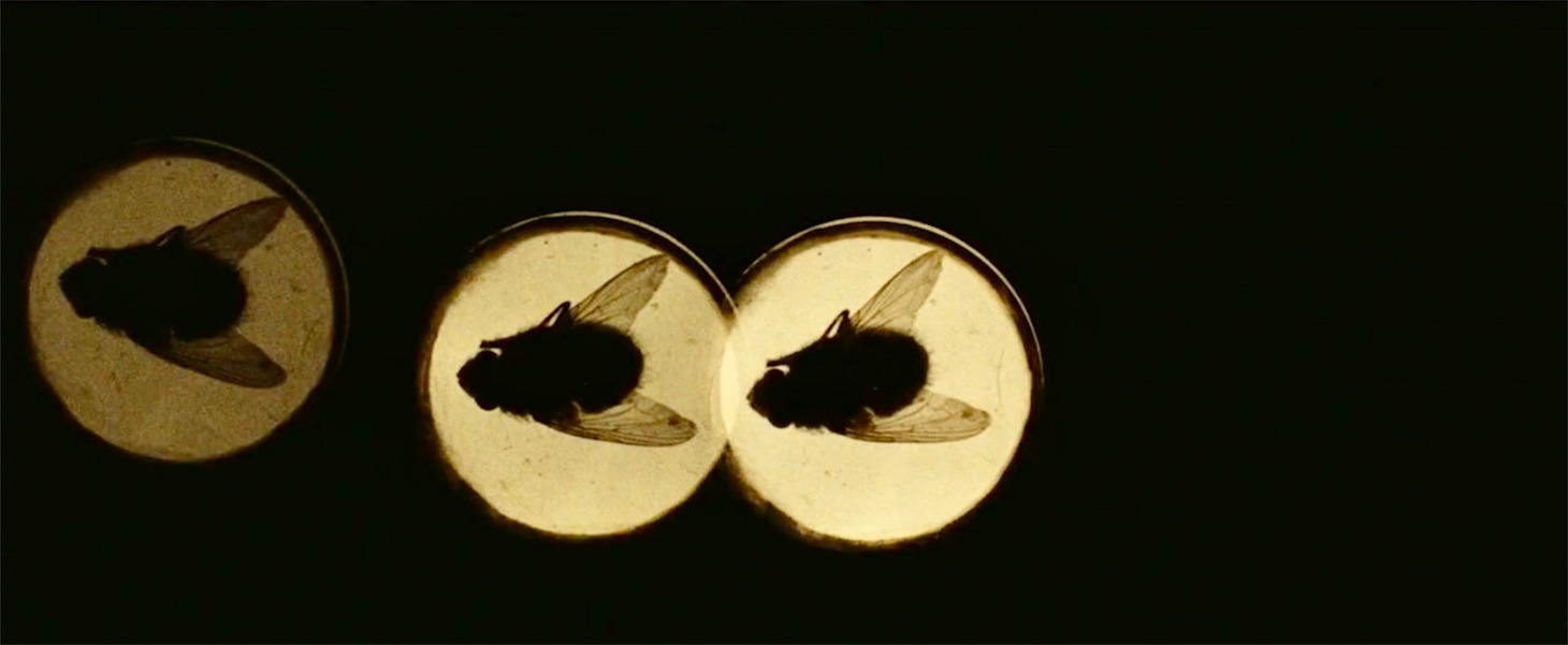 「4匹の蝿」場面写真 (c)1971 SEDA SPETTACOLI ALL RIGHTS RESEVED. (c)SURF FILM SrI ALL RIGHTS RESERVED.
