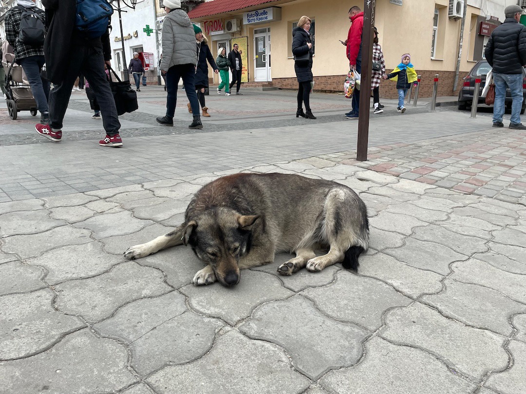 「犬と戦争 ウクライナで私が見たこと」場面写真