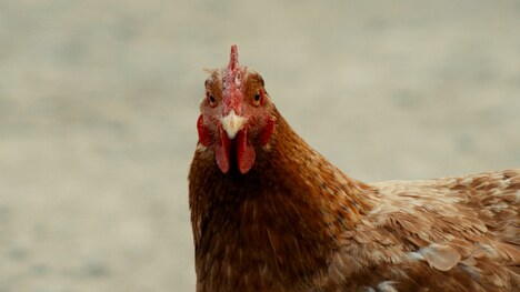 「おんどりの鳴く前に」場面写真