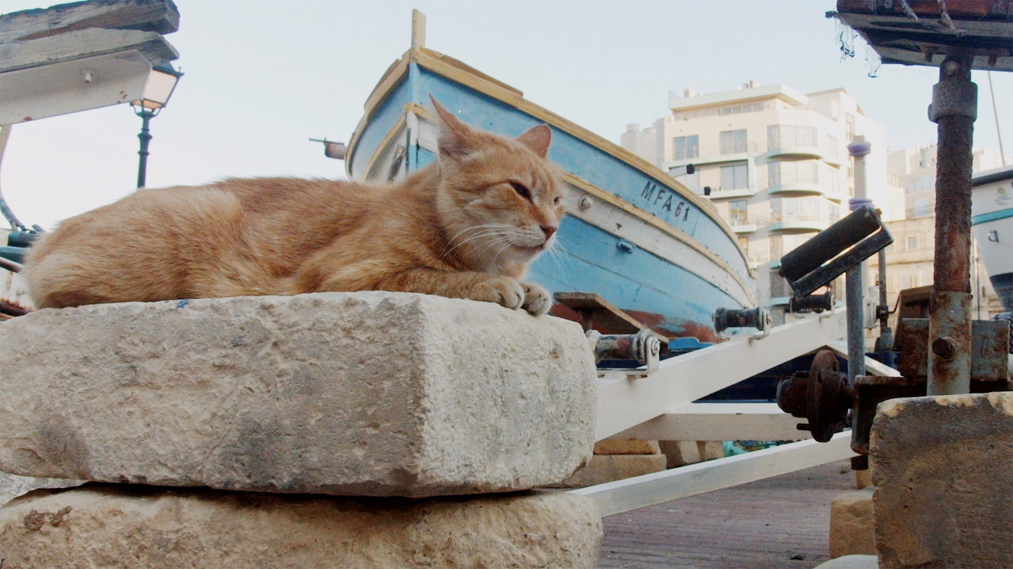 「ねこしま」場面写真