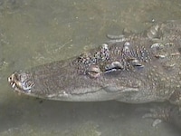 「ワニ・生活@@」場面写真 (c)川上さわ