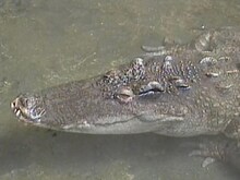 「ワニ・生活@@」場面写真 ©川上さわ