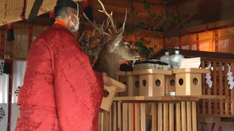 ドキュメンタリー映画「鹿の国」場面写真