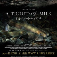 「ミルクの中のイワナ」ビジュアル