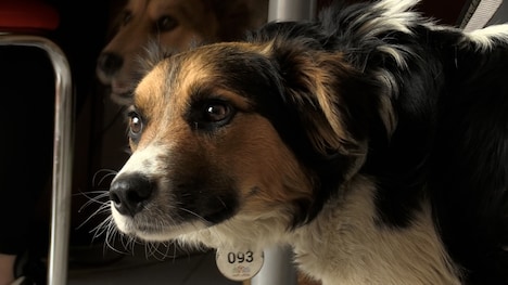 「犬と戦争 ウクライナで私が見たこと」新場面写真