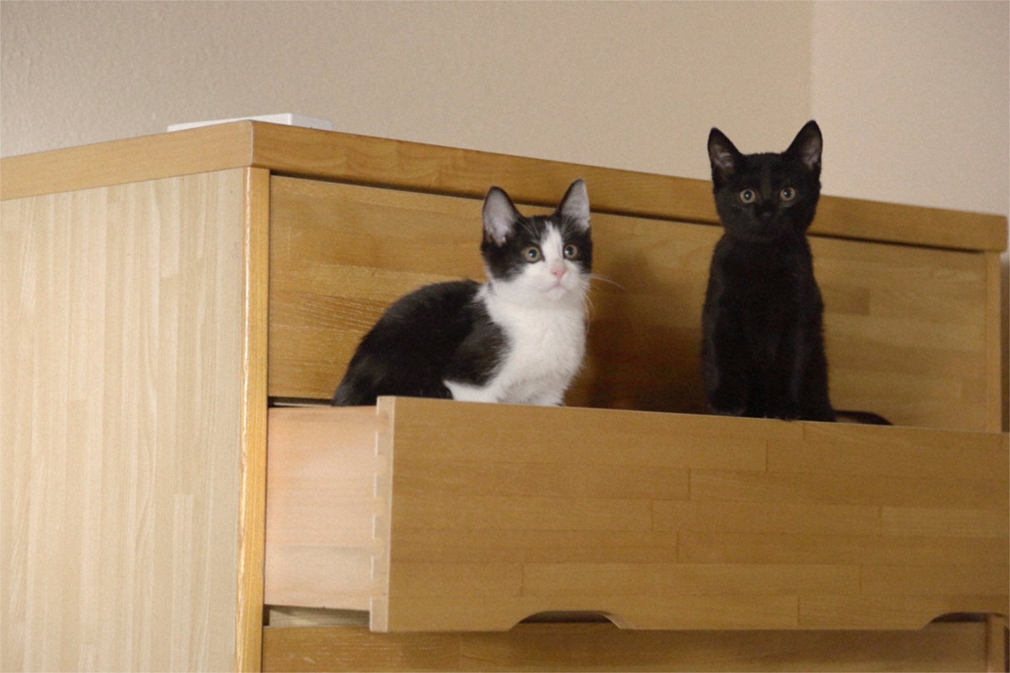 「猫なんかよんでもこない。」場面写真 © 2015 杉作・実業之日本社／「猫なんかよんでもこない。」製作委員会