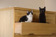 「猫なんかよんでもこない。」場面写真 © 2015 杉作・実業之日本社/「猫なんかよんでもこない。」製作委員会