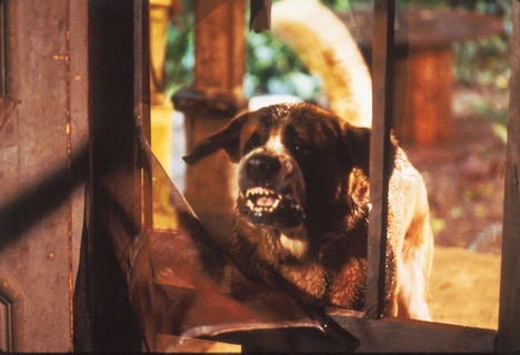 「クジョー 4Kレストア版」場面写真