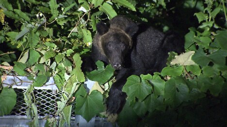 「劇場版 クマと民主主義」場面写真 ©︎HBC　