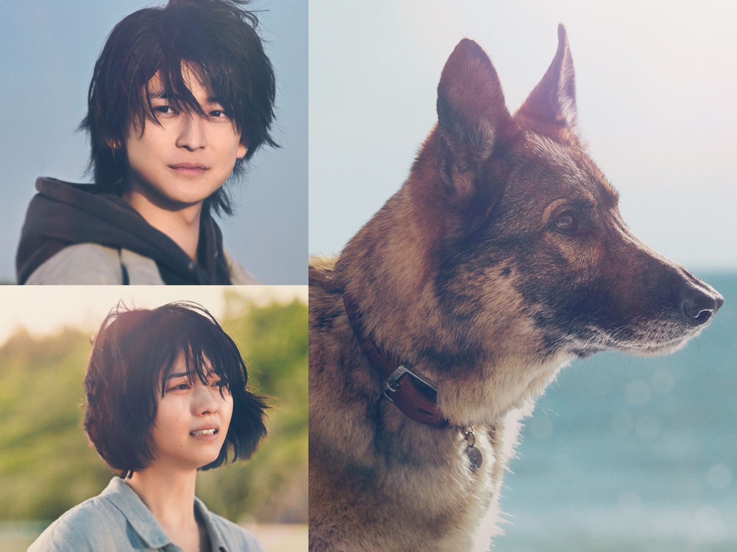 「映画 少年と犬」ビジュアル