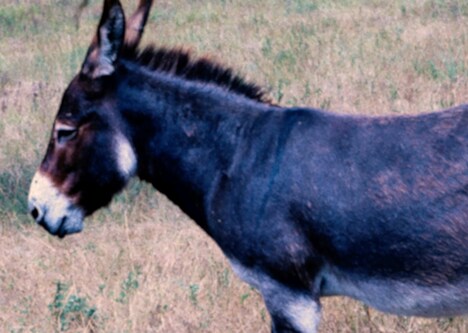 「シンシンドゥルンカラッツ」場面写真