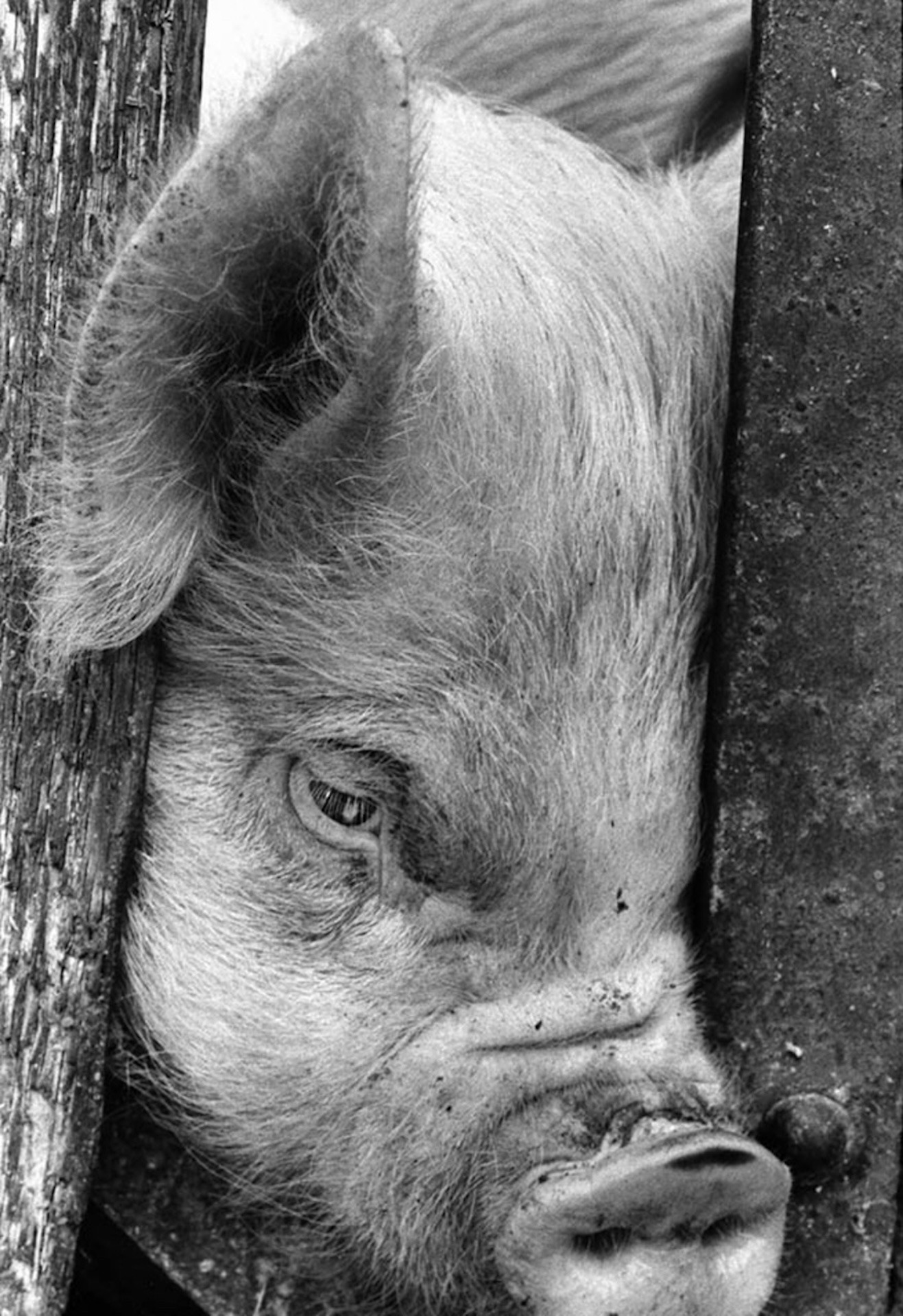 「豚を殺せ」写真 © 深瀬昌久アーカイブス