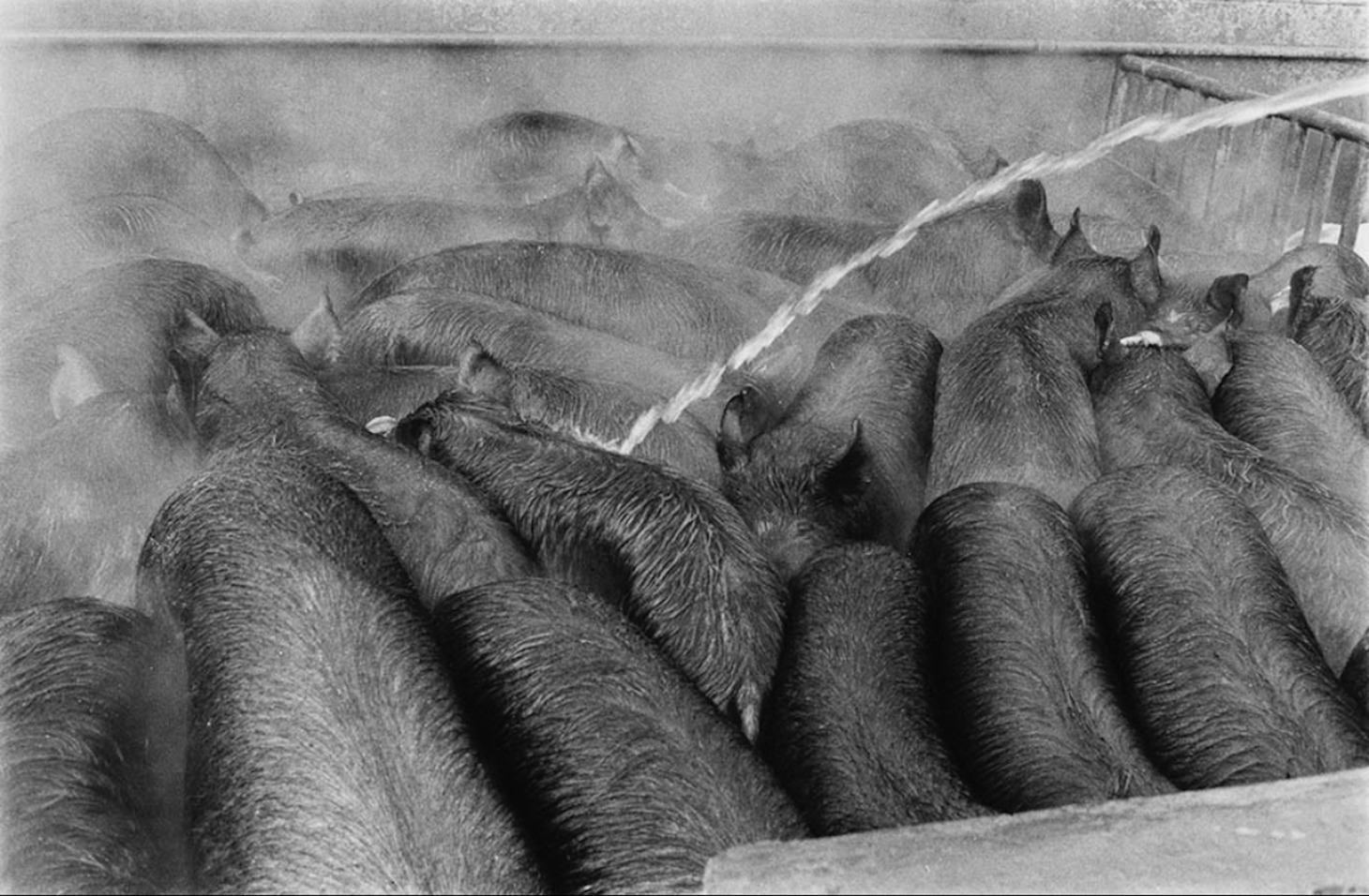「豚を殺せ」写真 © 深瀬昌久アーカイブス