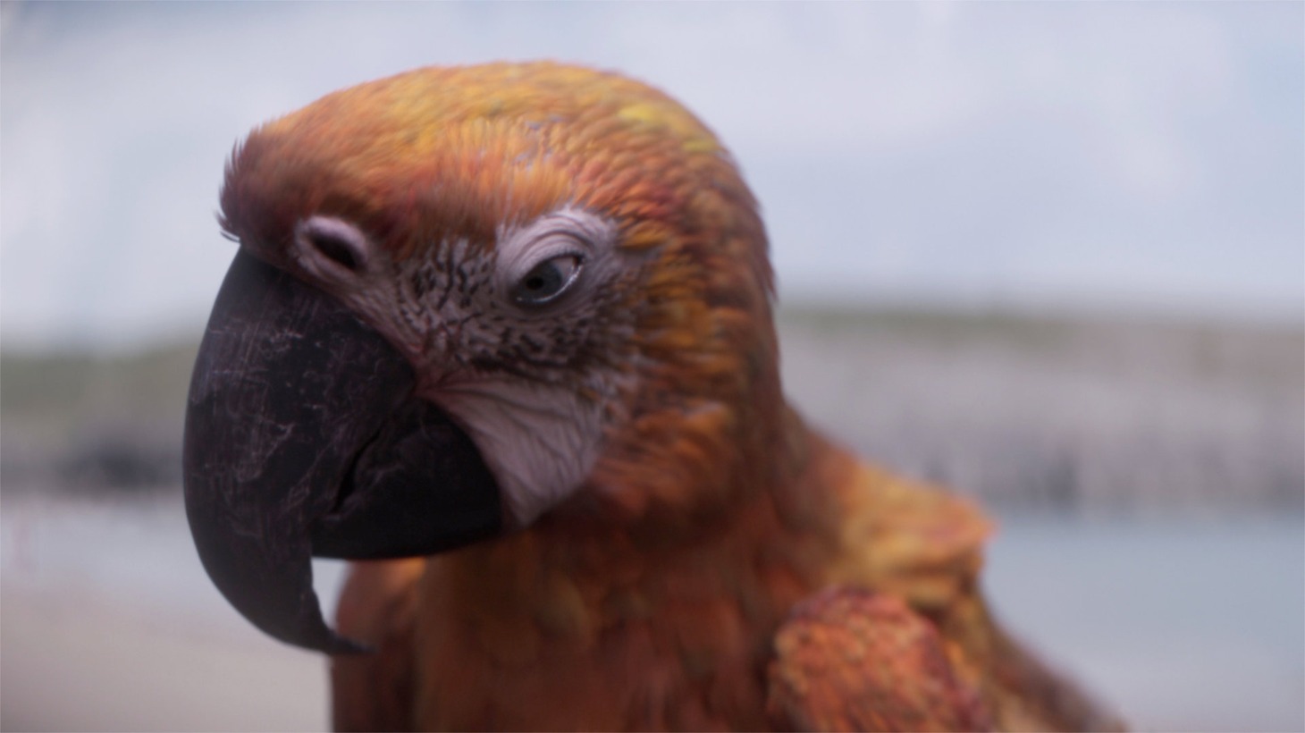 「終わりの鳥」場面写真