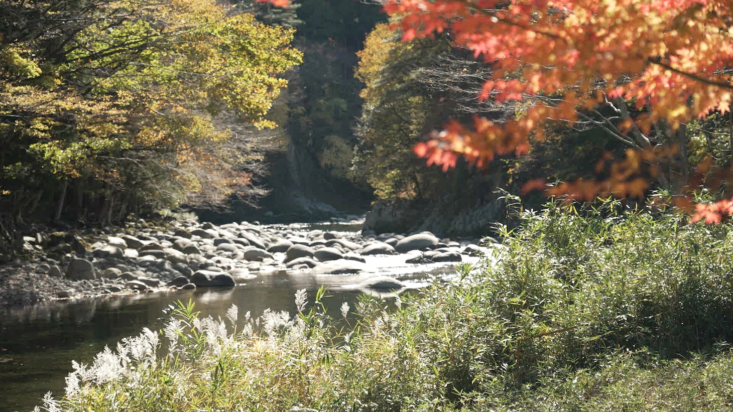 秋の吉田川（郡上市）