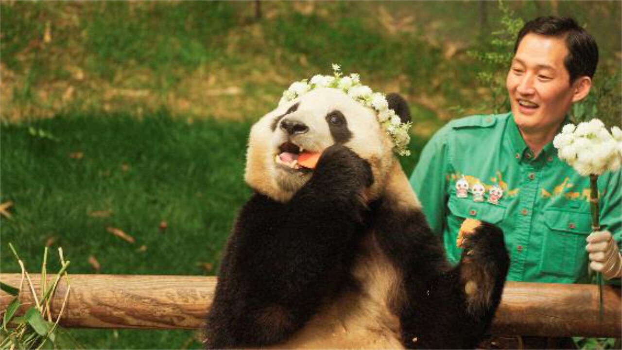 アイドルよりもアイドル、「私の親愛なるフーバオ」花冠をつけたパンダに飼育員にっこり