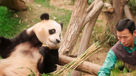 「私の親愛なるフーバオ」新場面写真