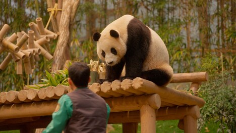 「私の親愛なるフーバオ」新場面写真