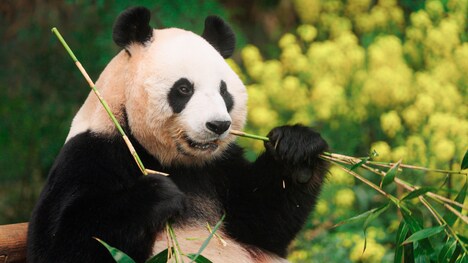 「私の親愛なるフーバオ」新場面写真