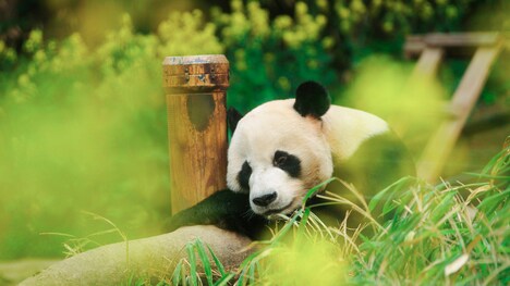 「私の親愛なるフーバオ」新場面写真