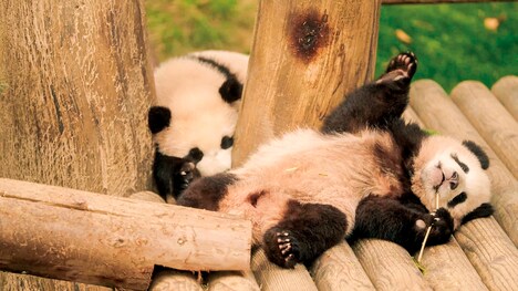 「私の親愛なるフーバオ」新場面写真