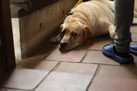 「蝶の眠り」場面写真