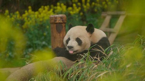 「私の親愛なるフーバオ」場面写真