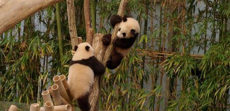 「私の親愛なるフーバオ」場面写真