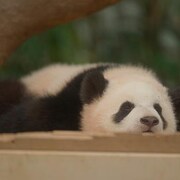 大谷亮平「私の親愛なるフーバオ」にコメント、中村莟玉も「とっても可愛かったよ!」