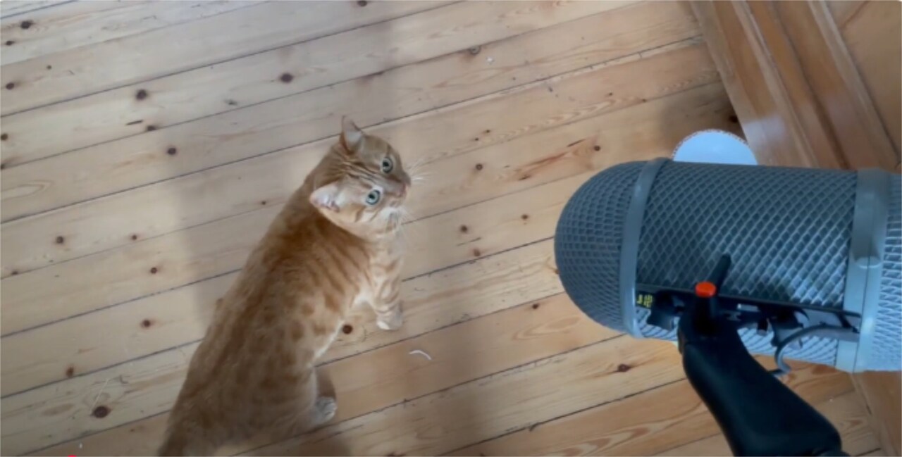 「Flow」主演の“猫”のレコーディング風景解禁、不思議そうにマイクを見つめる姿も