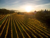 フランシス・フォード・コッポラ・ワイナリーの畑