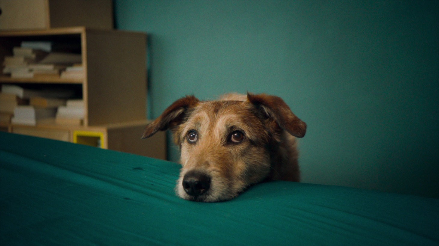 「犬の裁判」新場面写真