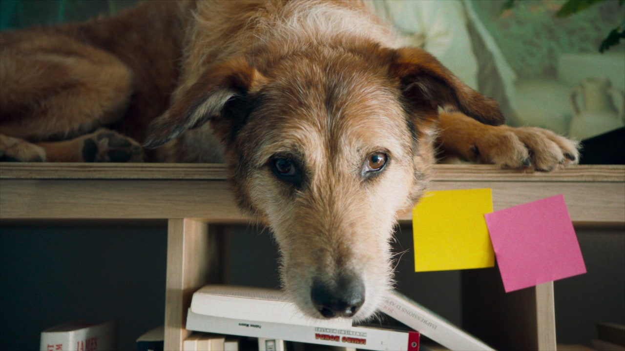 野良犬からカンヌ受賞の“名優”に、コミカルな演技で魅せる「犬の裁判」本編映像