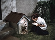 「青空娘 4K版」場面写真 ©KADOKAWA1957