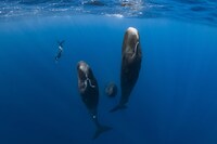 「パトリックとクジラ 6000日の絆」場面写真