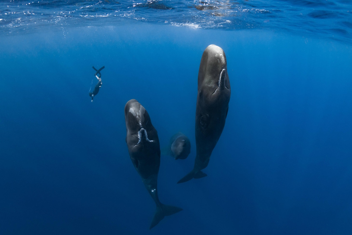 「パトリックとクジラ 6000日の絆」場面写真