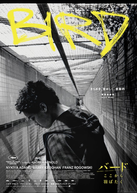 「バード ここから羽ばたく」ティザービジュアル