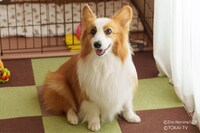 「おっさんのパンツがなんだっていいじゃないか！SP」場面写真