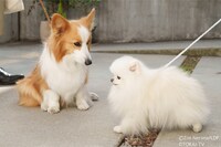 「おっさんのパンツがなんだっていいじゃないか！SP」場面写真