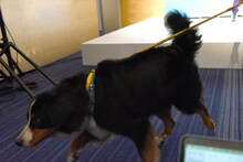 渋谷凪咲にステージ中央まで導かれるも、勢いよく飛び降りたボナ