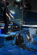 トレーナーに魚をもらうイルカ